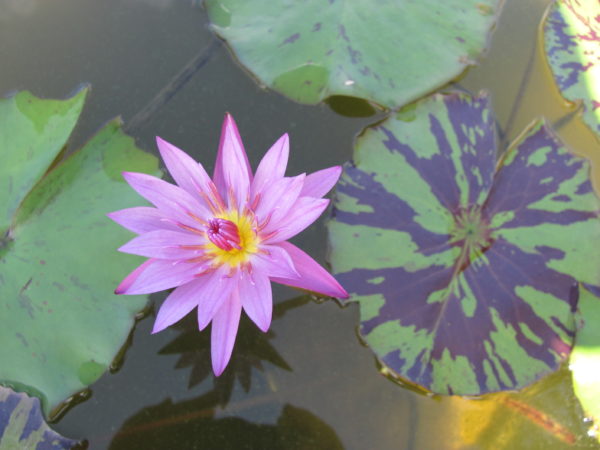 Waterlily Tropical June Alison
