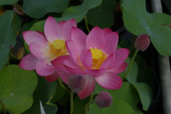 Lotus Red River
