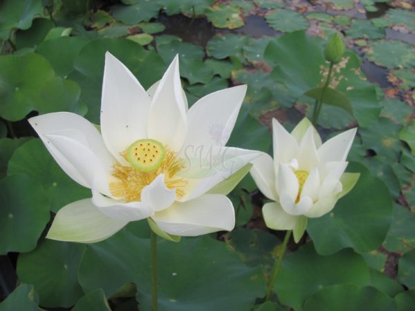 Lotus Angel Wings