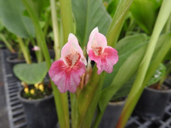 Boesenbergia rotunda Chinese Keys
